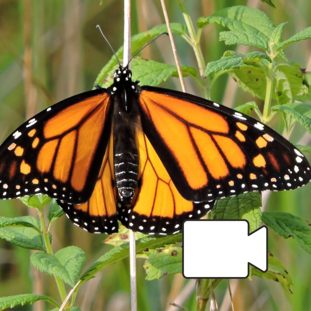 Monarch Butterfly in grass