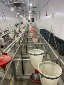 Photo of the room with the chickens, photo focuses on the feeders - there are about 12 feeders hovering above 12 different chicken pens