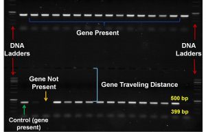 pcr-picture